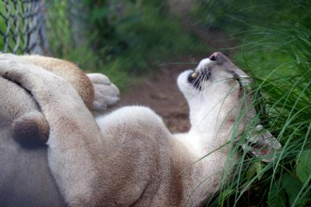 2013-05-05 Star (10)